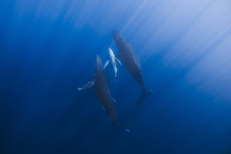 Family by Wilcockson Misha