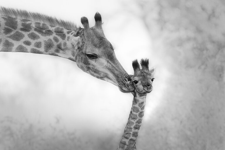 Always by Saul Rivkind