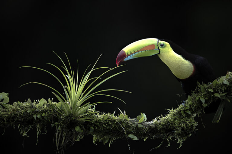 Encounter in the Rainforest. A vibrant keel-billed toucan approaches a bromeliad in the lush rainforest, its dazzling colors illuminated against the deep shadows, capturing the unique beauty and biodiversity of tropical nature. Ramphastos sulfuratus, Keel-billed Toucan.