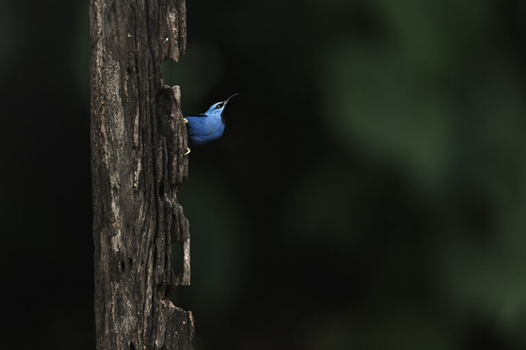 Blue Dazzle on Wood. A striking Shinning Honeycreeper peeks from a weathered tree trunk, its vibrant blue plumage contrasting beautifully with the dark, blurred forest backdrop. Cyanerpes lucidus, Shining Honeycreeper.