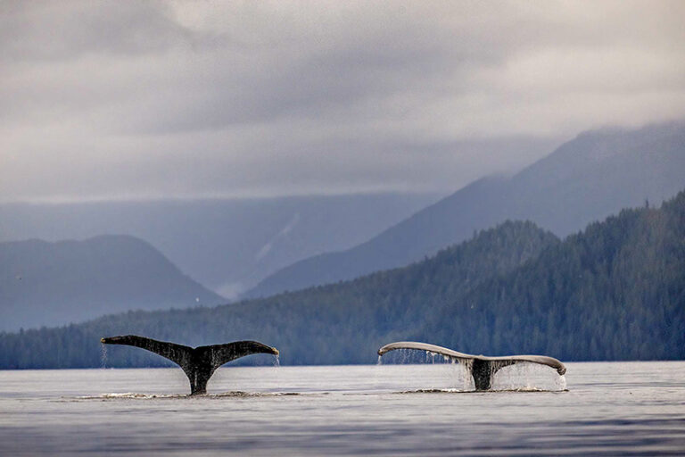Humpback whales, Great Bear Rainforest, British Columbia, Canada. by Michelle Valberg
