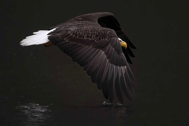 Bald eagle, Khutzeymateen Grizzly Bear Sanctuary, British Columbia, Canada
