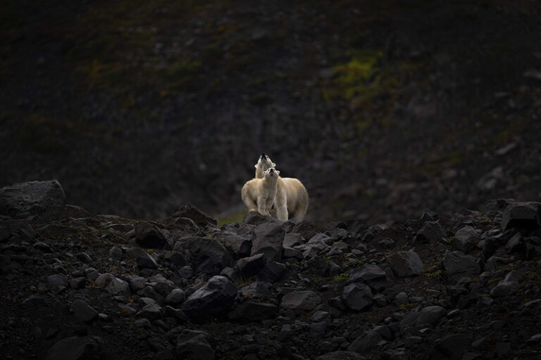 Polar bear mother and cub, Greenland by Michelle Valberg