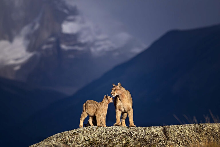 Pumas, Patagonia, Chile by Michelle Valberg