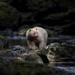 Spirit bear, Great Bear Rainforest, British Columbia Michelle Valberg