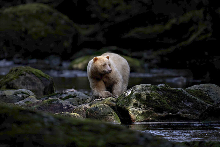 Spirit bear, Great Bear Rainforest, British Columbia Michelle Valberg
