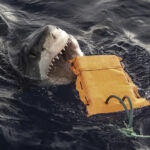 A shark bites one of the materials used in the research