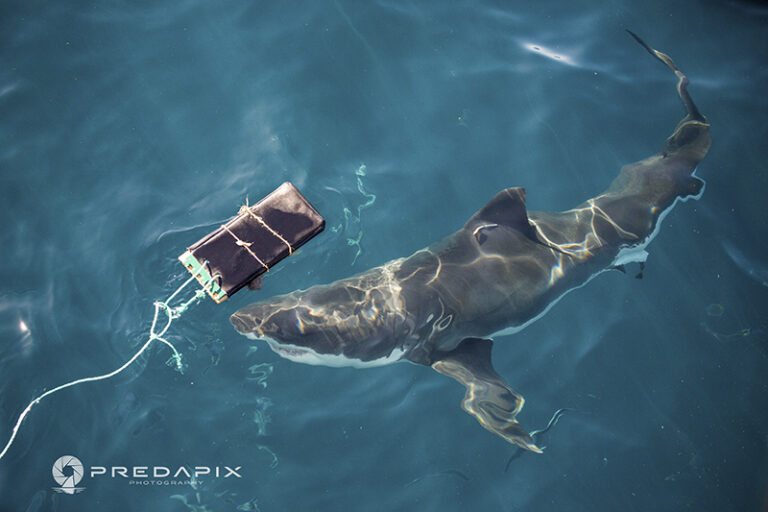 A shark investigates a neoprene biteboard by Charlie Huveneers, Marine biology, Australia