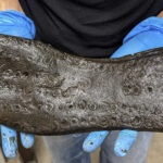 A leather sole measuring approximately 12.8 inches (32.6 cm) in length represents the largest specimen discovered at Magna Fort