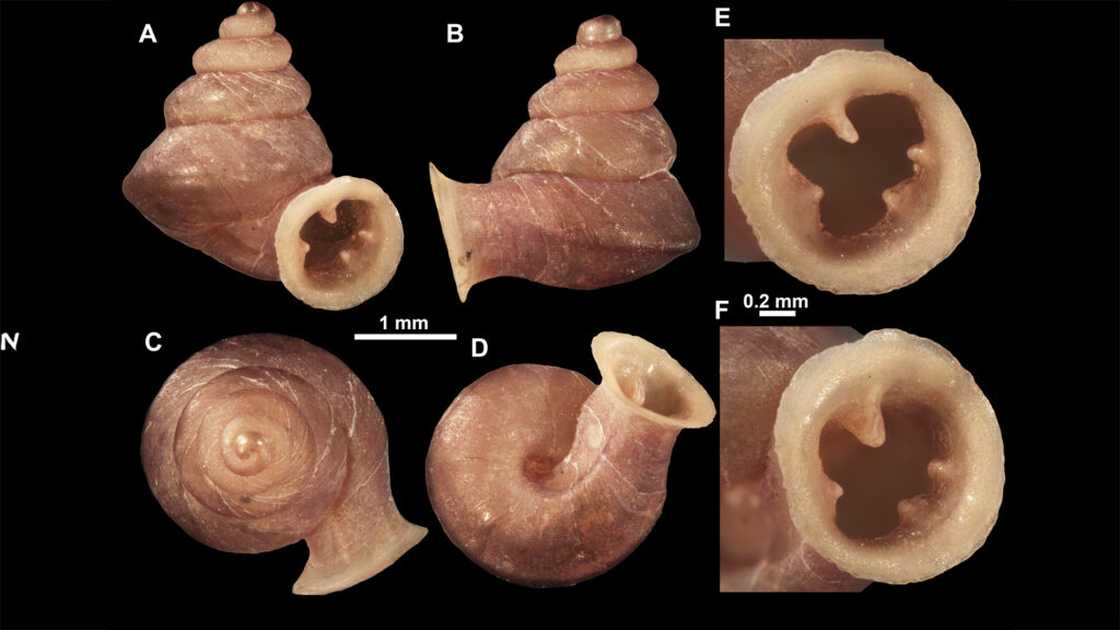 Anauchen picasso by Vukašin Gojšina, Biologist, Serbia