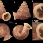 Anauchen picasso by Vukašin Gojšina, Biologist, Serbia