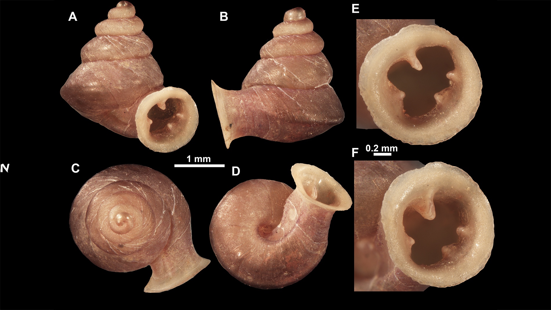 Anauchen picasso by Vukašin Gojšina, Biologist, Serbia