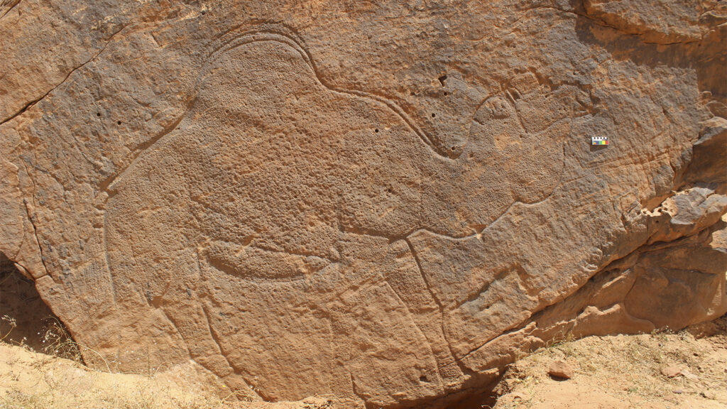 Life-sized, naturalistic camel engraving documented at Jebel Misma by Dr. Maria Guagnin, Archeologist, UK