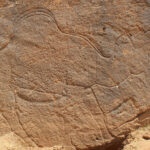 Life-sized, naturalistic camel engraving documented at Jebel Misma by Dr. Maria Guagnin, Archeologist, UK