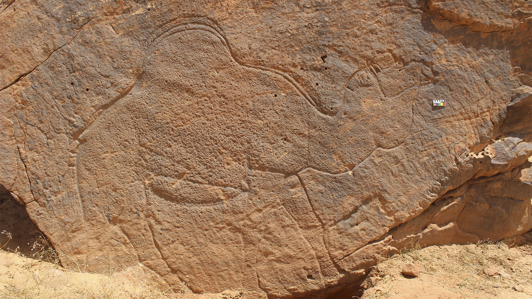 Life-sized, naturalistic camel engraving documented at Jebel Misma by Dr. Maria Guagnin, Archeologist, UK