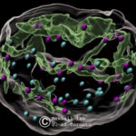 dsbNETs sample by Dr. Karim Mekhail, Biologist, Canada