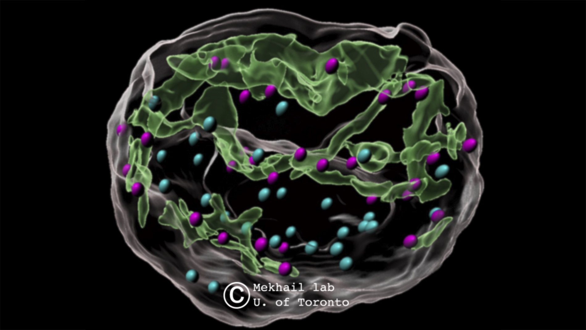 dsbNETs sample by Dr. Karim Mekhail, Biologist, Canada