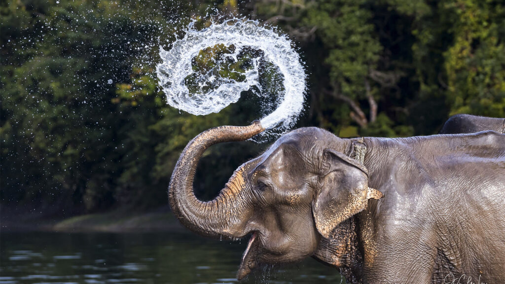 Ju Shen Lee, Wildlife Photographer, Singapore