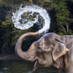 Ju Shen Lee, Wildlife Photographer, Singapore