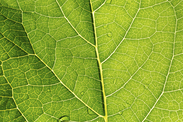 © Adobe Stock / ID 472052936 Close-up of leaf texture revealing nature's fractal geometry and self-similar patterns.