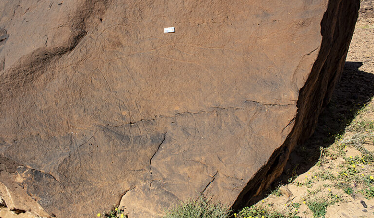 An untraced image of an engraving of an aurochs and an ibex