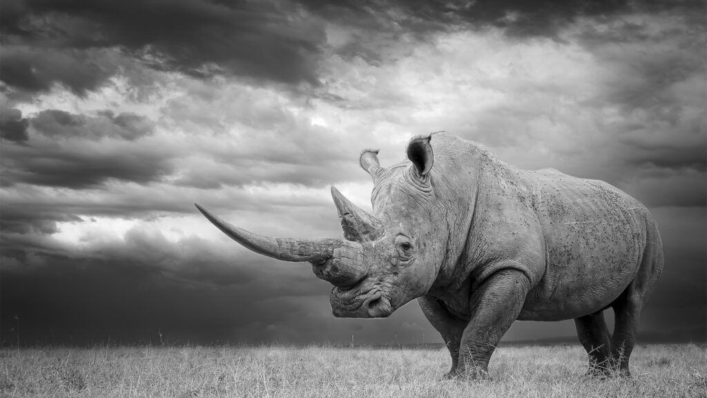 Mfalme by Jilet Sophie, Image credit: Prints for Wildlife 2025