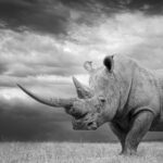 Mfalme by Jilet Sophie, Image credit: Prints for Wildlife 2025