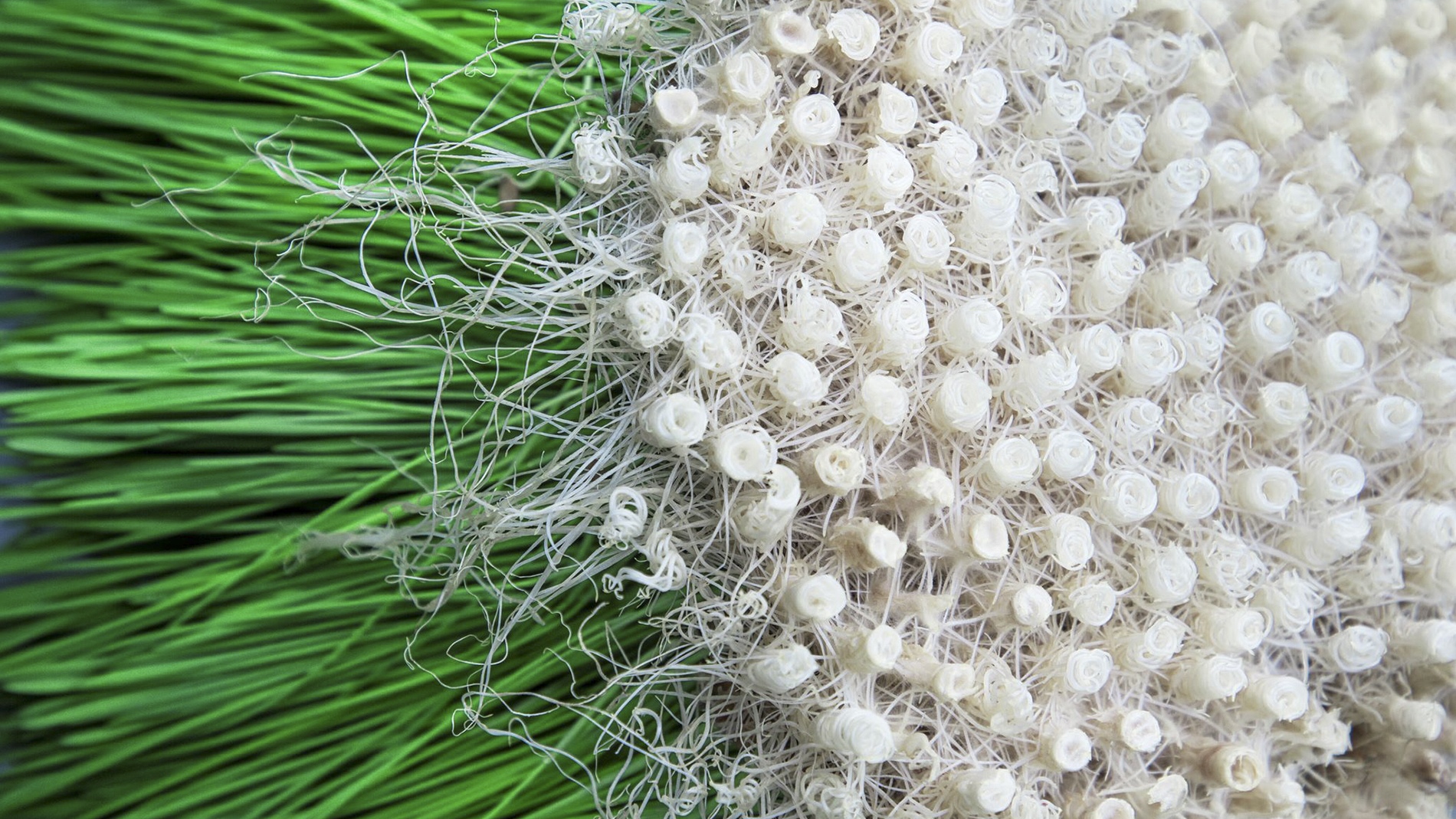 Zena Holloway, Bio-Designer, Ocean photographer, UK