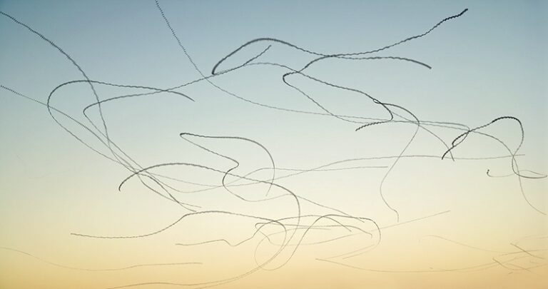 Ornithography 184# Apus apus, Common Swift, Palafrugell, Catalonia, 2020 by Xavi Bou, Photographer, Spain