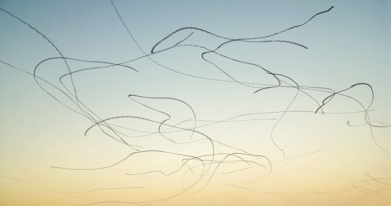 Ornithography 184# Apus apus, Common Swift, Palafrugell, Catalonia, 2020 by Xavi Bou, Photographer, Spain