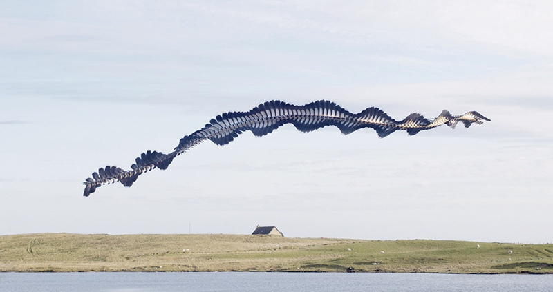 Ornithography #255, Morus bassanus, NorthernLapwing, North Uist, Scotland, 2022 by Xavi Bou, Phot