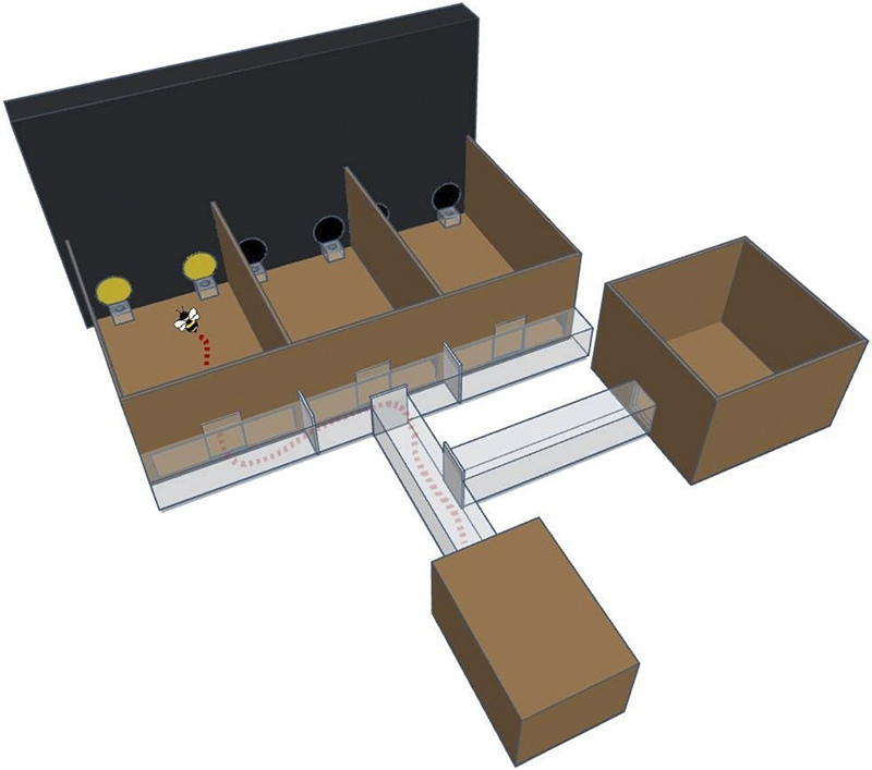A bee's path through the experimental apparatus, traced in red from the nest box through removable plastic doors. In each compartment, visual stimuli appear on a monitor while plastic chips hold corresponding solutions—sugar or bitter quinine during training, water during testing. The bee's first feeding attempt records its stimulus choice before continuing to the next compartment, completing three trials per foraging bout.