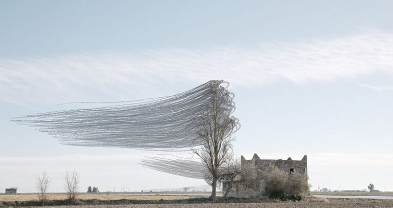 Ornithography #283, Sturnus vulgaris, Common starling, Ebre Delta, 2023