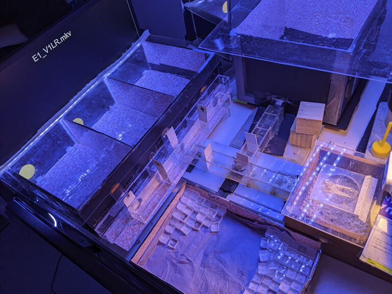 The experimental setup features a wooden nest box (right) connected by acrylic tunnels to an observation chamber (top) and three experimental compartments (left). Bees feed in the observation chamber, where active foragers are identified for testing. In the experimental compartments, these bees encounter flashing light stimuli paired with either sugar solution or bitter quinine during training, then face water-only tests to assess their temporal discrimination
