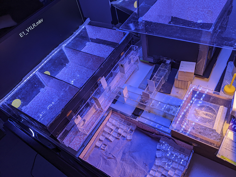 The experimental setup features a wooden nest box (right) connected by acrylic tunnels to an observation chamber (top) and three experimental compartments (left). Bees feed in the observation chamber, where active foragers are identified for testing. In the experimental compartments, these bees encounter flashing light stimuli paired with either sugar solution or bitter quinine during training, then face water-only tests to assess their temporal discrimination