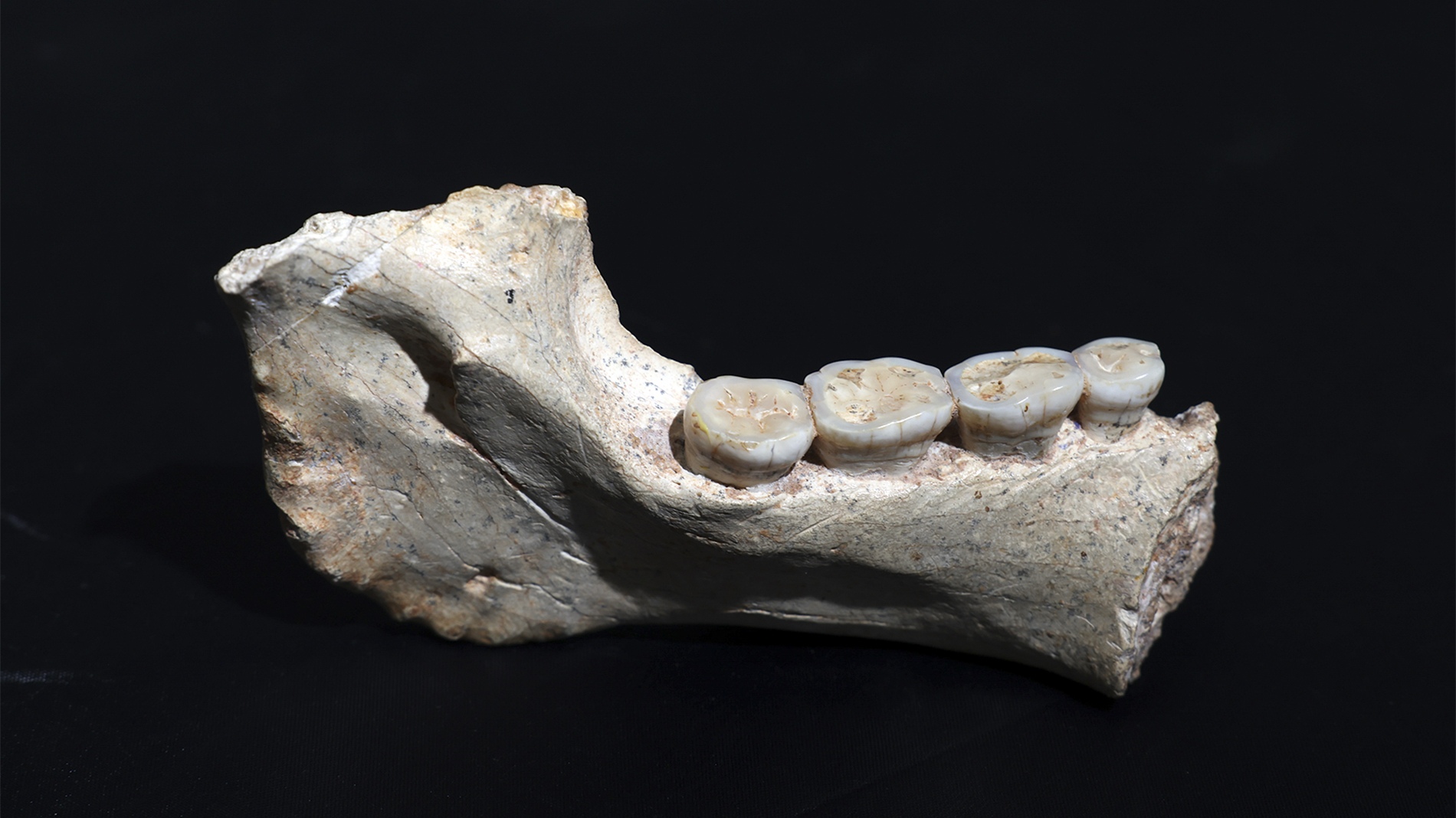 773 000 years old mandible ThI-GH-1 from Thomas Quarry in Morocco.