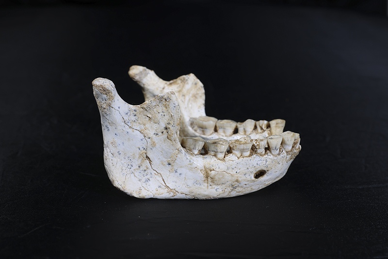 773 000 years old mandible ThI-GH-10717 from Thomas Quarry in Morocco.,