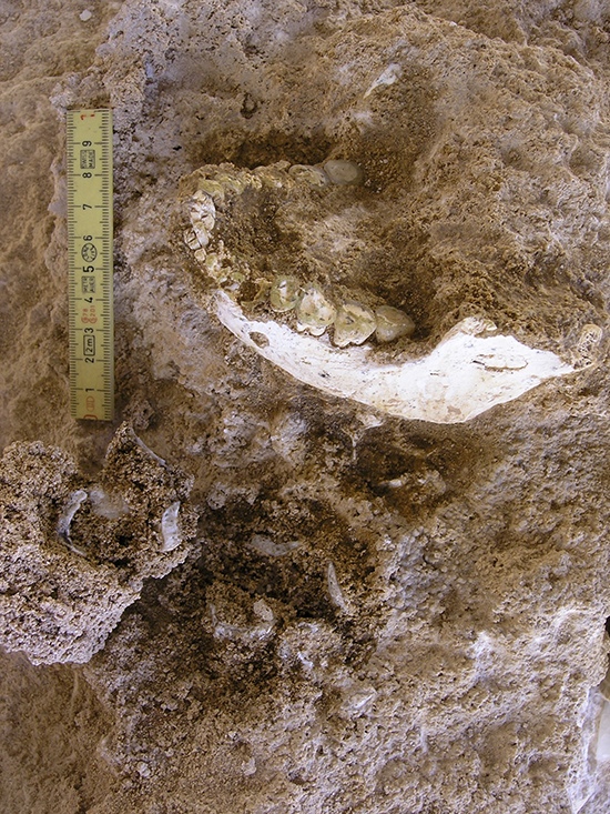 Mandible ThI-GH-10717 in situ during excavation at Thomas Quarry I, showing teeth and bone preserved in sedimentary matrix.