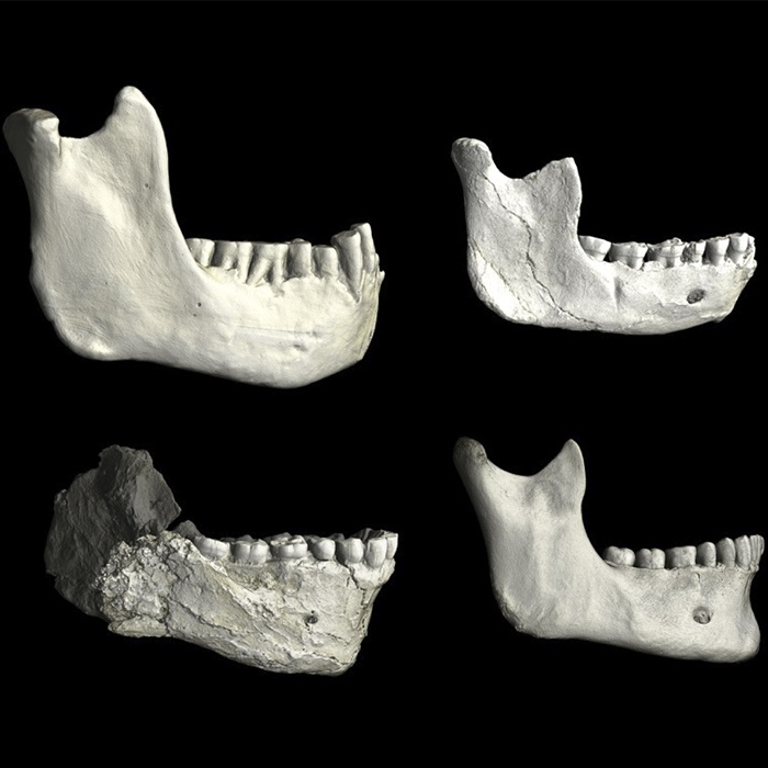 Lower jaws (mandibles) from North Africa, illustrating variation among fossil hominins and modern humans. The fossils shown are Tighennif 3 from Algeria (upper left), ThI-GH-10717 from Thomas Quarry in Morocco (upper right), and Jebel Irhoud 11 from Morocco (lower left), compared with a mandible from a recent modern human (lower right). All specimens are shown at the same scale, allowing direct comparison of their size and shape.