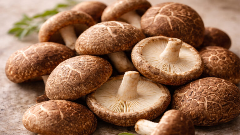 Shiitake mushrooms (Lentinula edodes), whose mycelial networks have been shown to exhibit memristive properties, enabling them to function as organic computing substrates