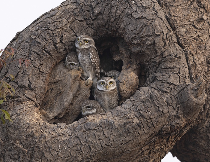 Owlets framed by textured bark