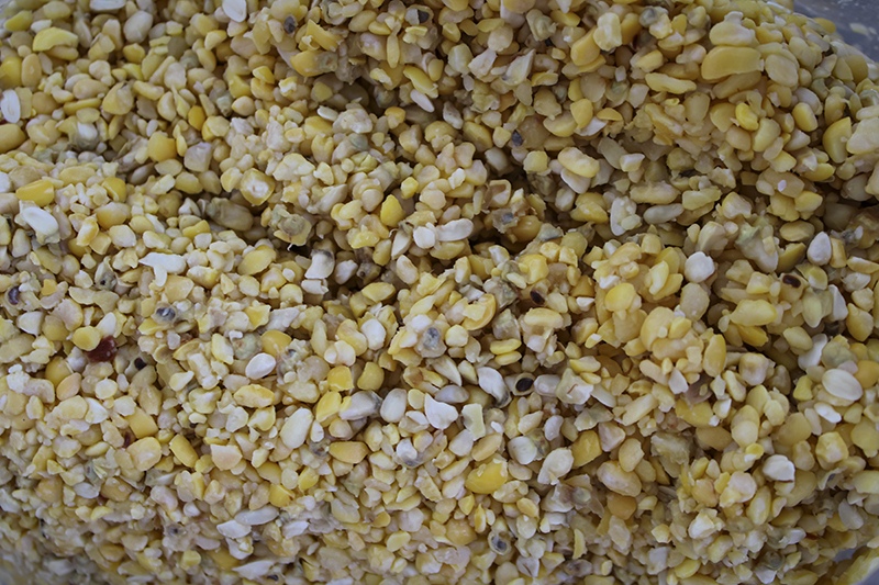 Nixtamalized corn kernels scattered on a stone surface