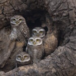 Four spotted owlets with bright yellow eyes peer out from the dark cavity of an ancient, deeply textured tree hollow in rural Gujarat, India, their speckled brown and white feathers blending naturally with the surrounding bark.