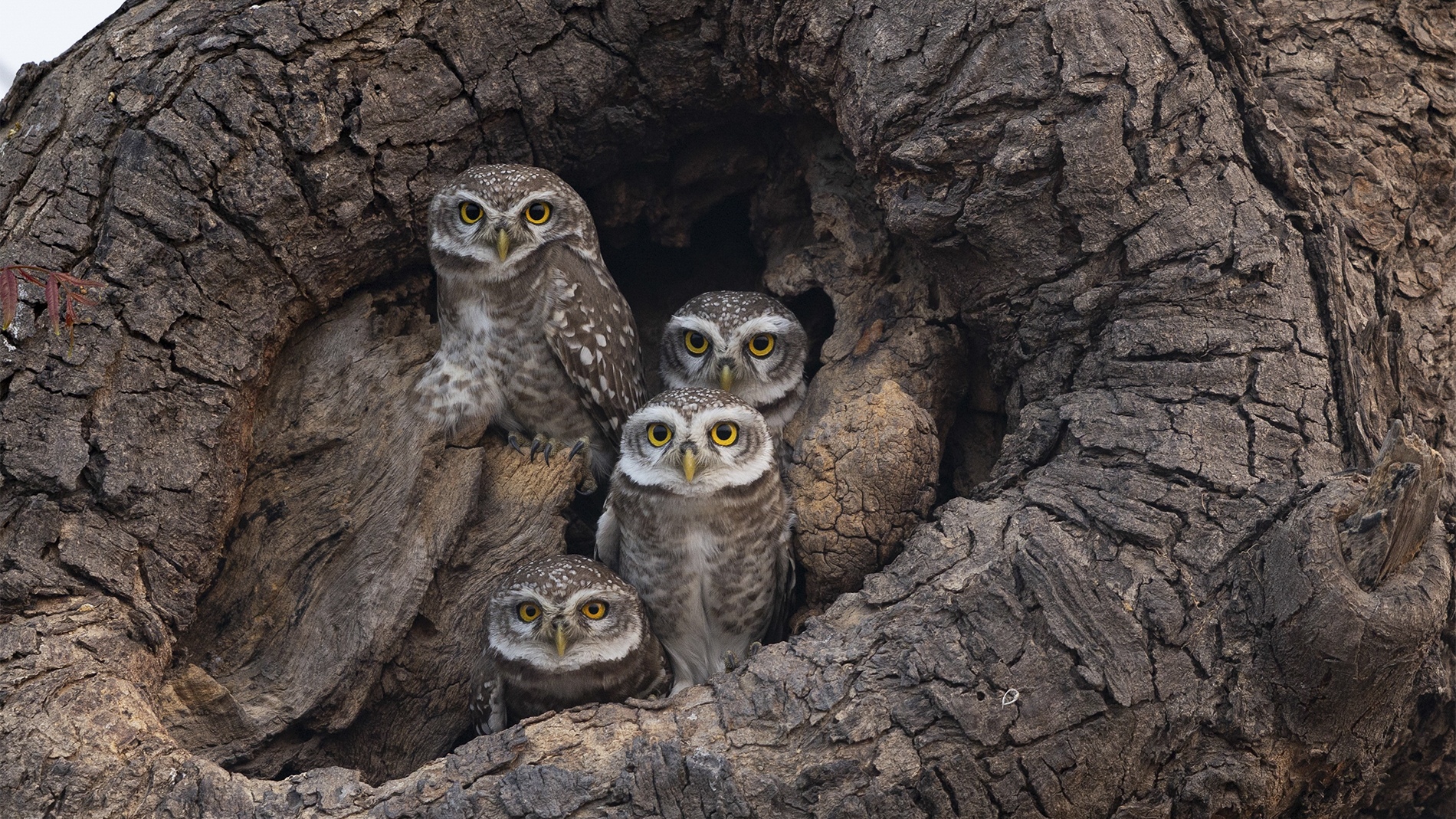 Four spotted owlets with bright yellow eyes peer out from the dark cavity of an ancient, deeply textured tree hollow in rural Gujarat, India, their speckled brown and white feathers blending naturally with the surrounding bark.