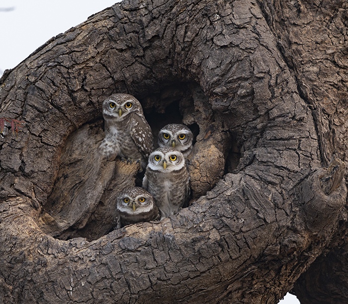 Spotted owlet family gathered at the hollow