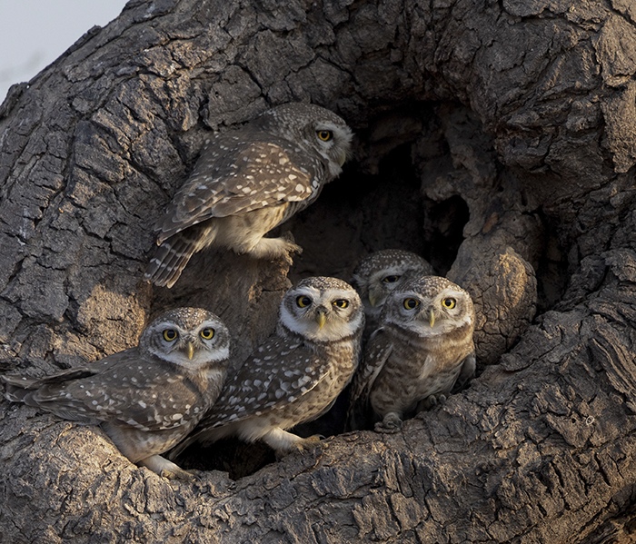 Owlets emerging from the hollow