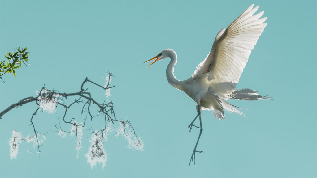 Arrival by Frank Liu, Award winning wildlife photographer, China, USA