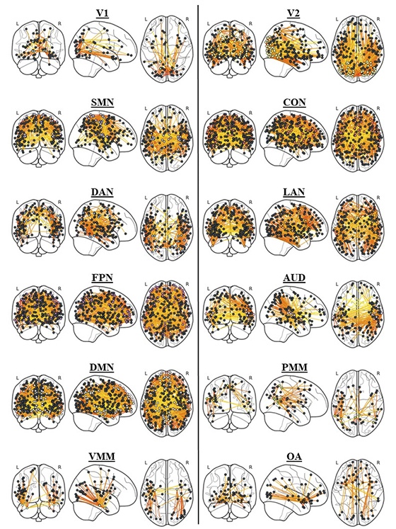 Brain connections predictive of general intelligence, distributed across twelve functional networks.
