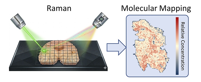 Laser-based hyperspectral Raman imaging of brain tissue