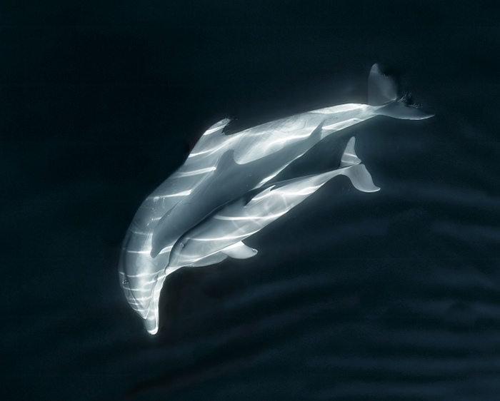 Mother and calf, Atlantic Ocean